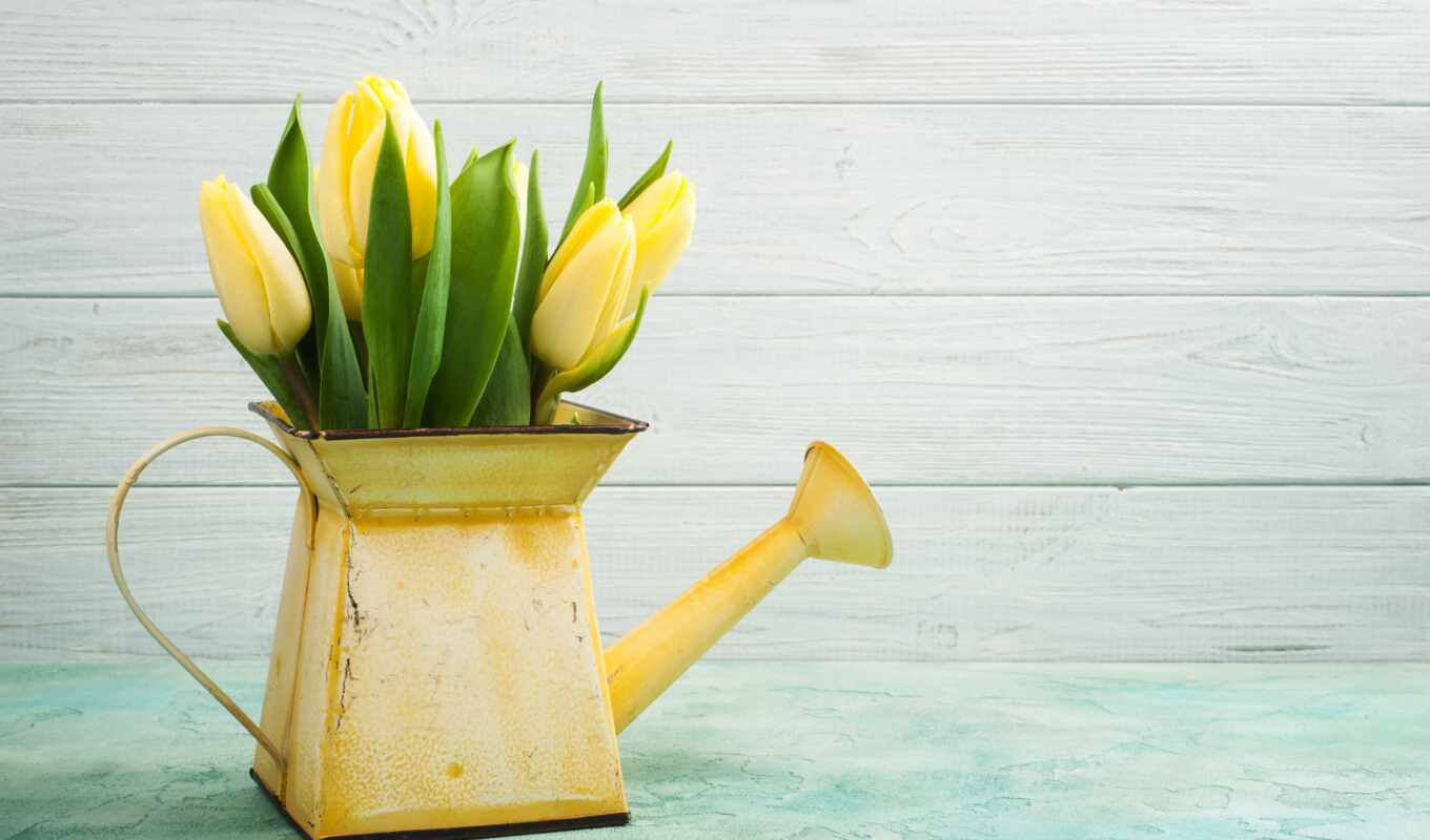 water, yellow, tulip, spring