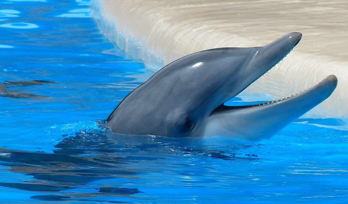 play, water, показать, дельфин, animal, marine, кит, bottlenose, common, млекопитающее