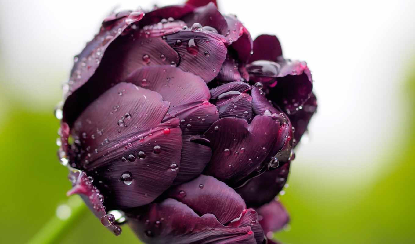flowers, drops, macro, purple, tulip, bud