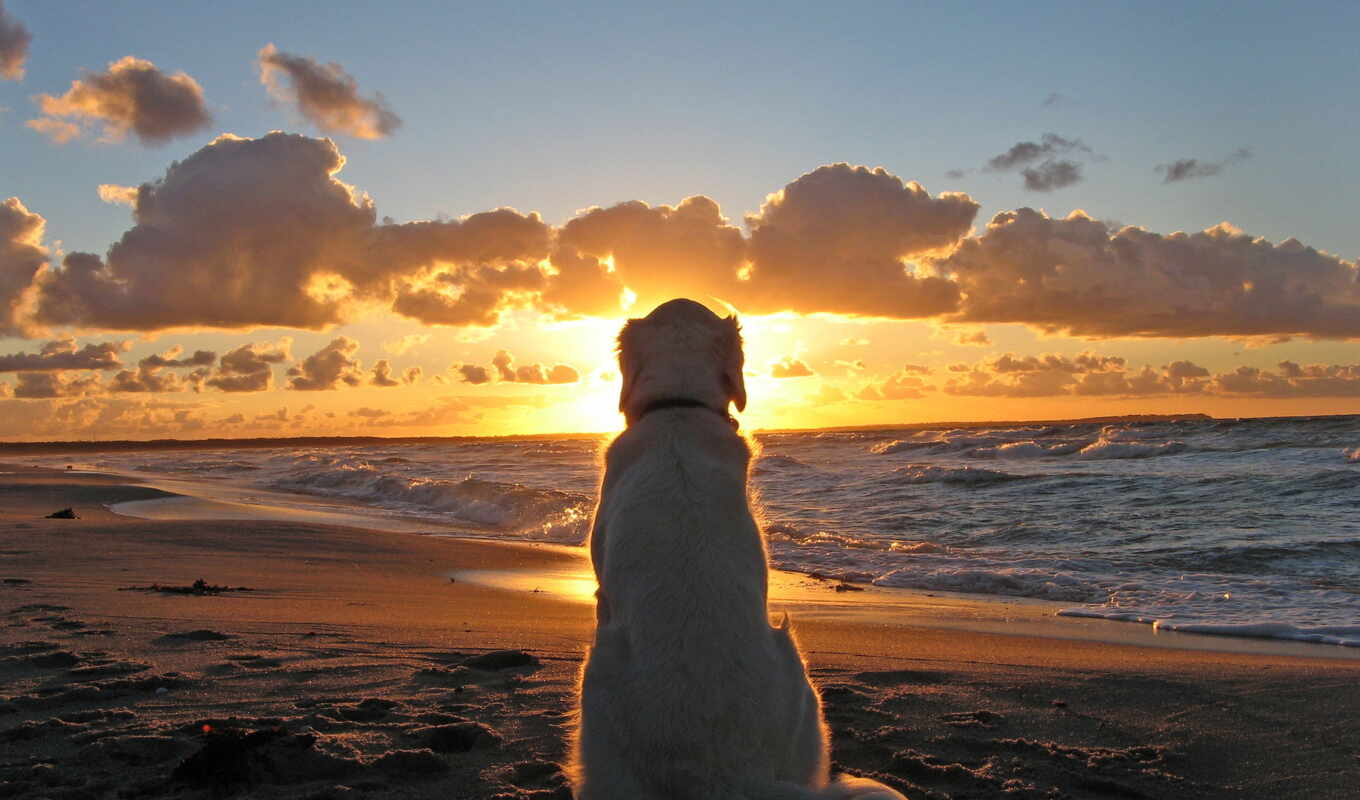 закат, сидит, море, берегу, моря, собака, смотрит, солнца