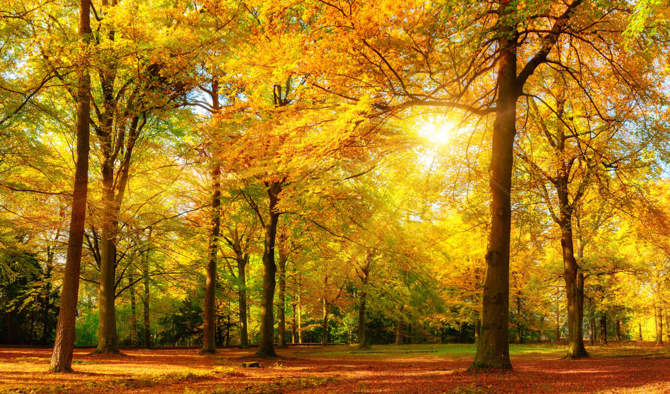 nature, free, picture, forest, autumn, panorama, gorgeous, pushkin, designer