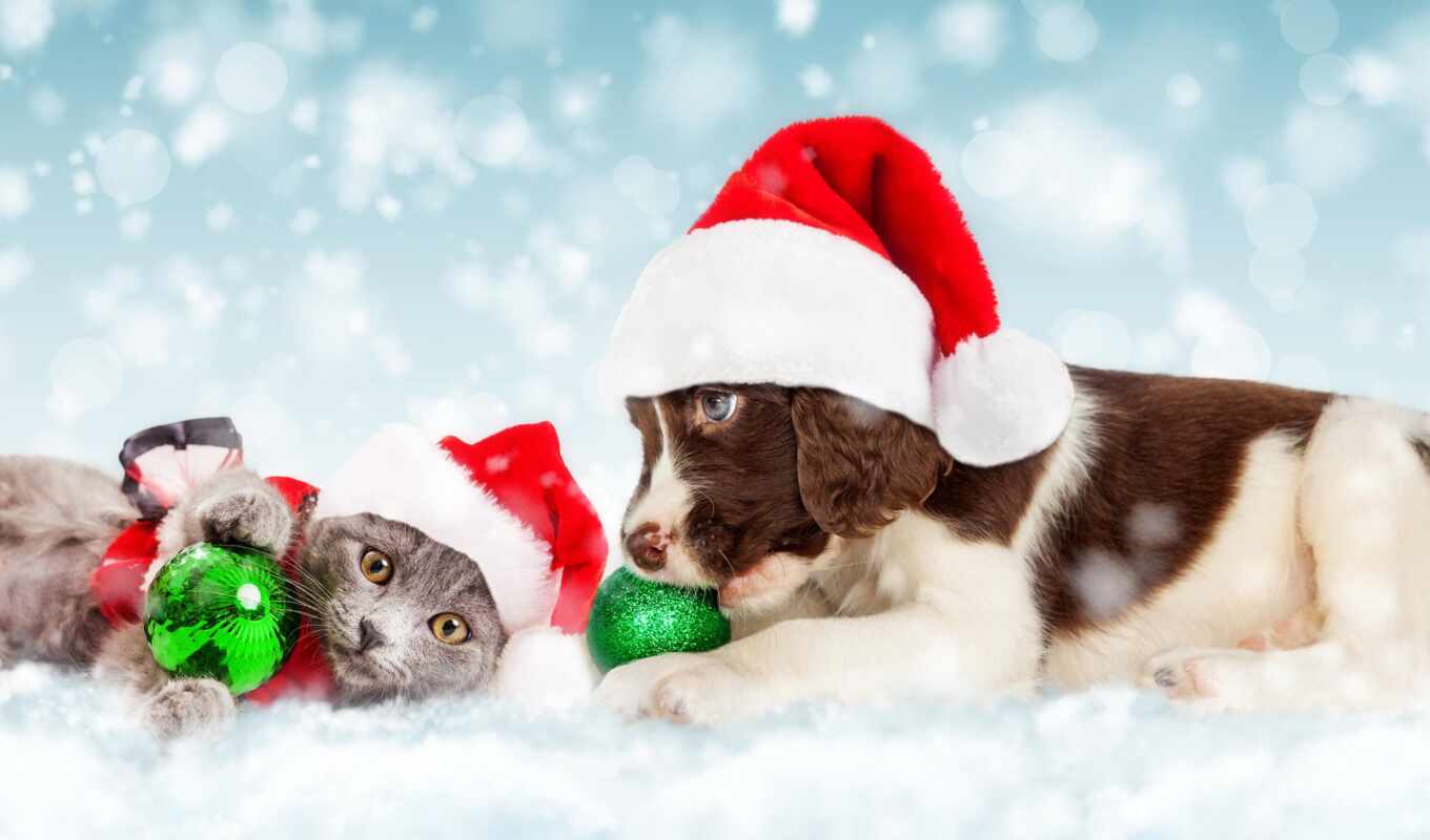 кот, photos, собака, christmas, stock, щенок, котенок, веревка, toys