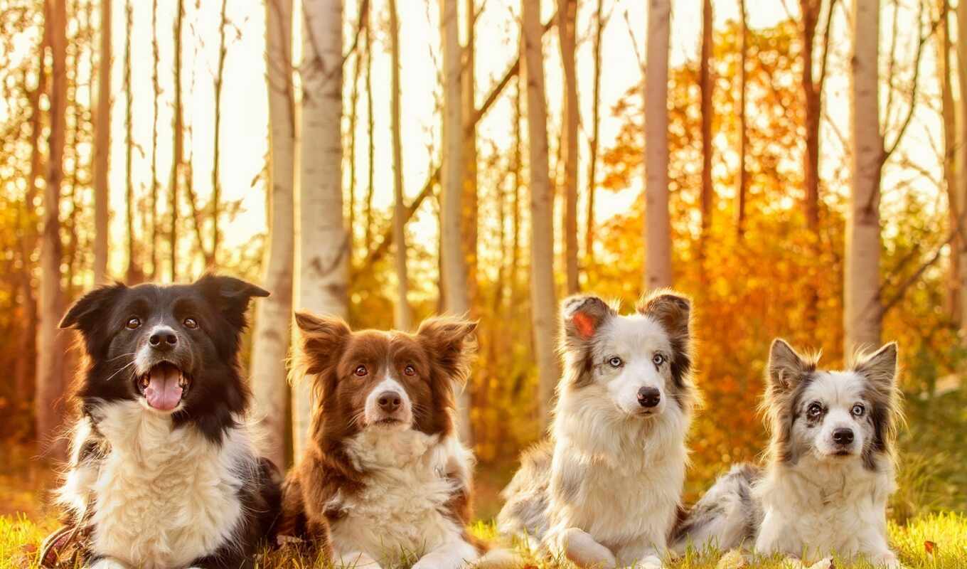 собака, осень, щенок, порода, овчарка, border, четверо, australian, permission, колли