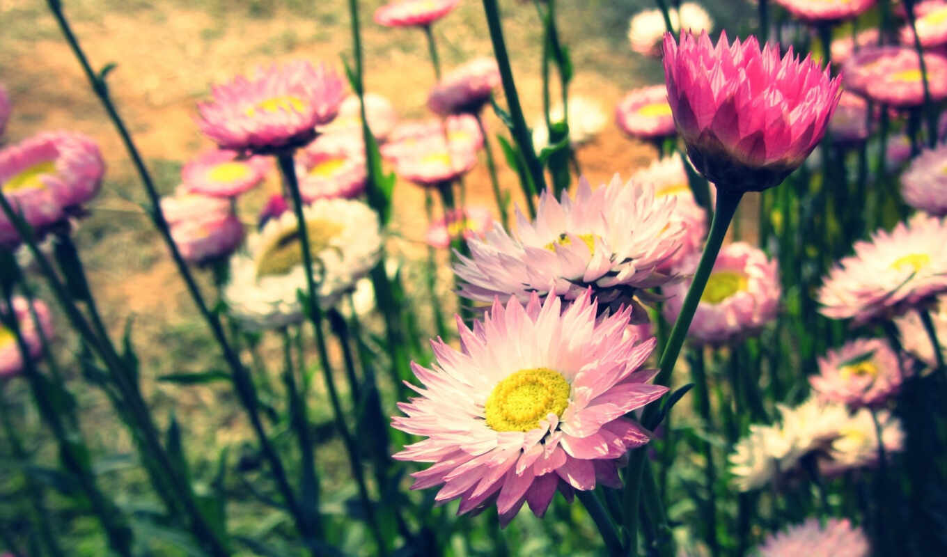 flowers, day, graphy
