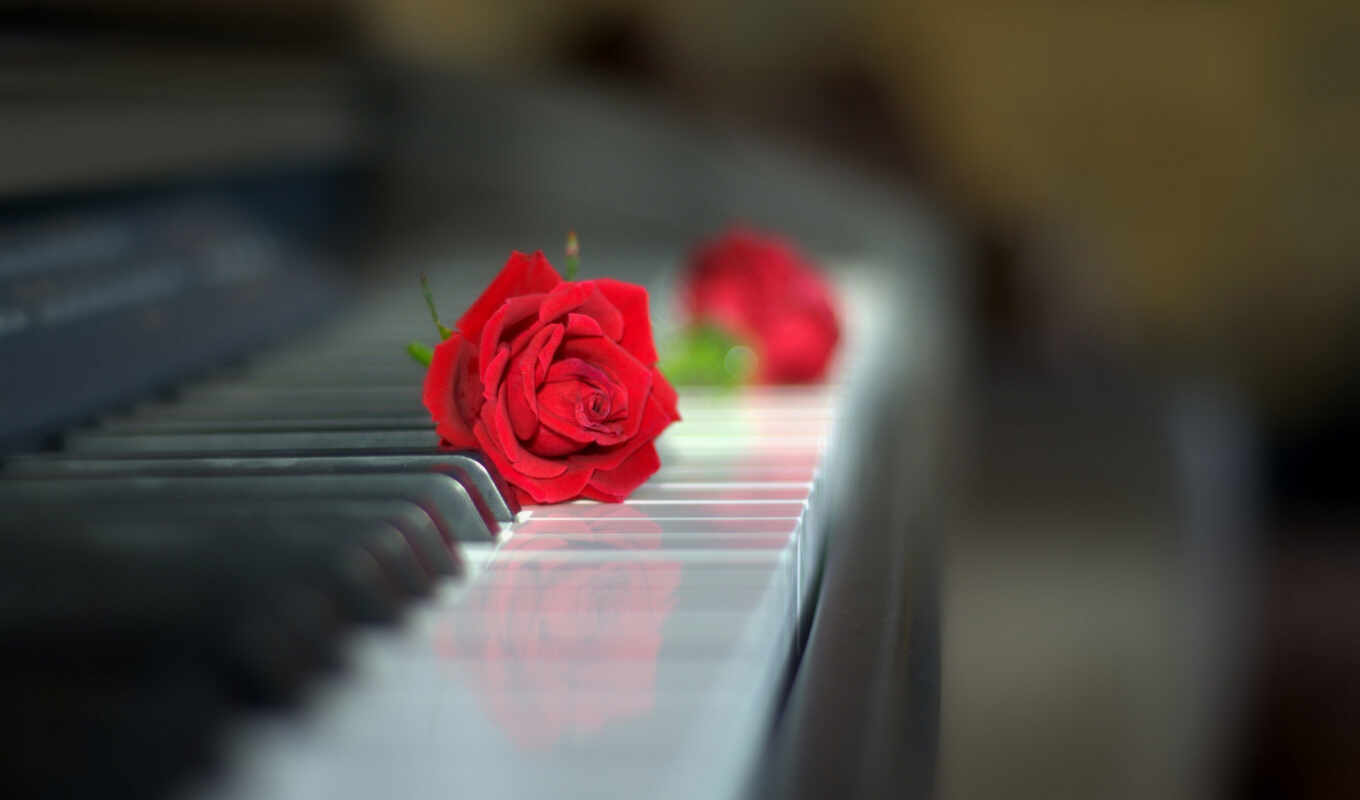 цветы, роза, piano