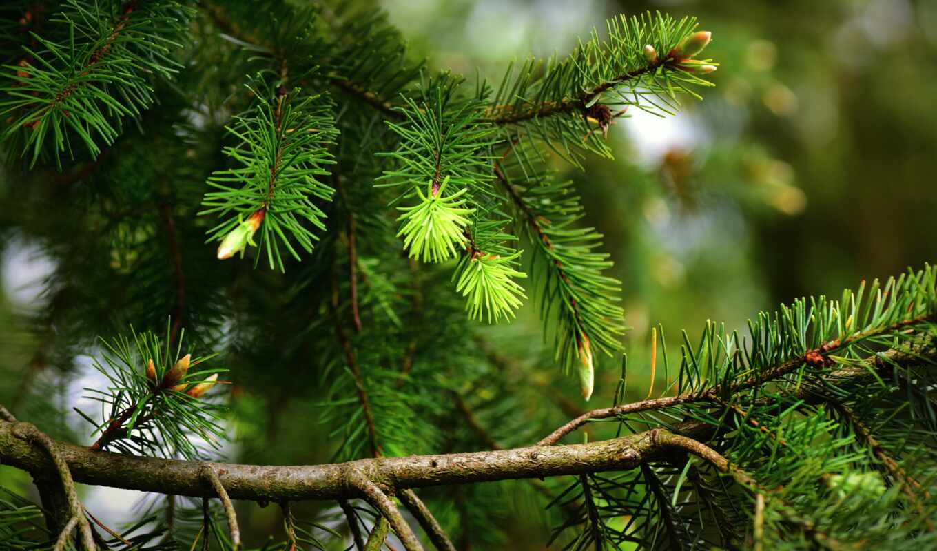 nature, tree, for, branch, spine, pine, coniferous, hvoit