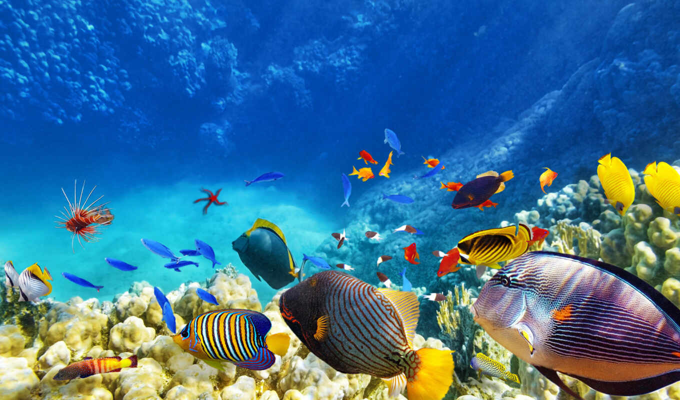 blue, sea, ocean, animal, fish, reef, underwater, coral, miro