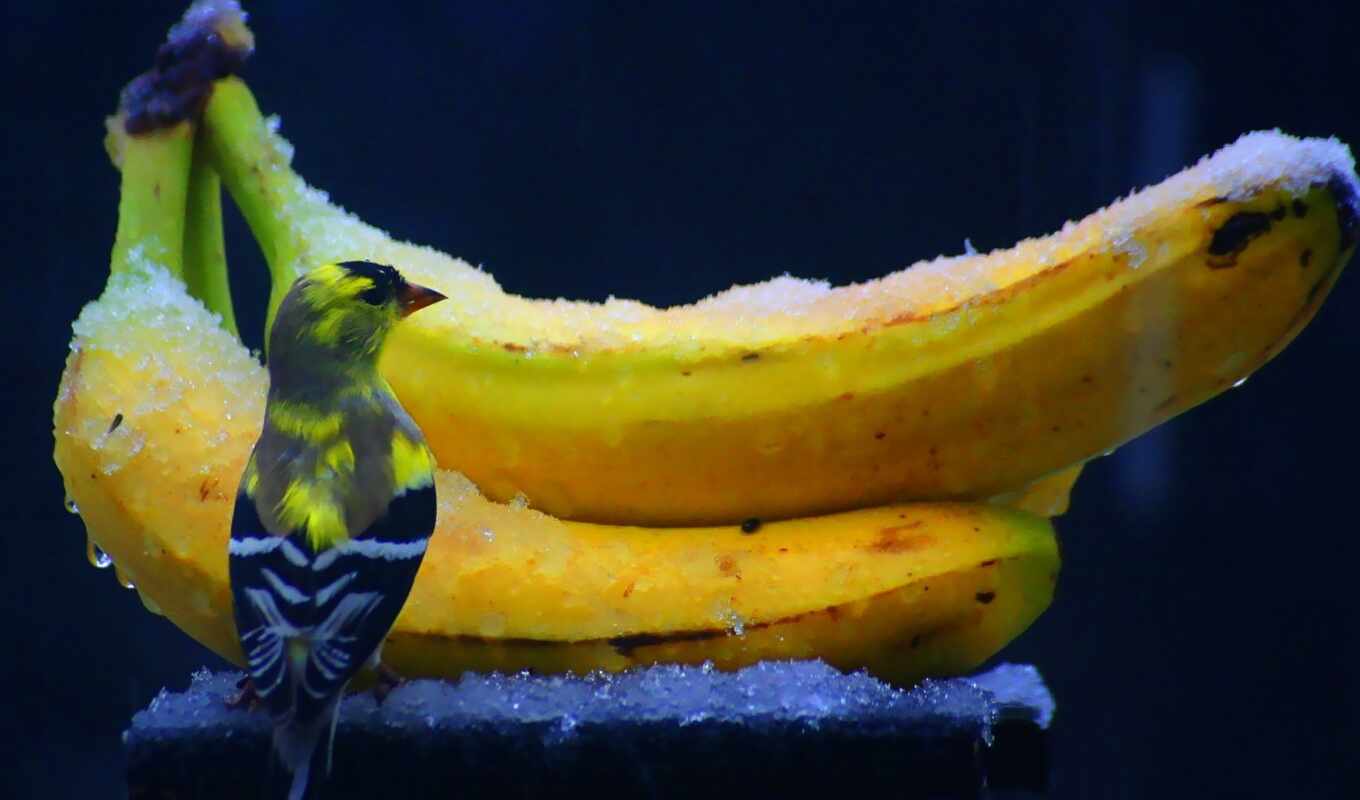 snow, bird, funny, banana