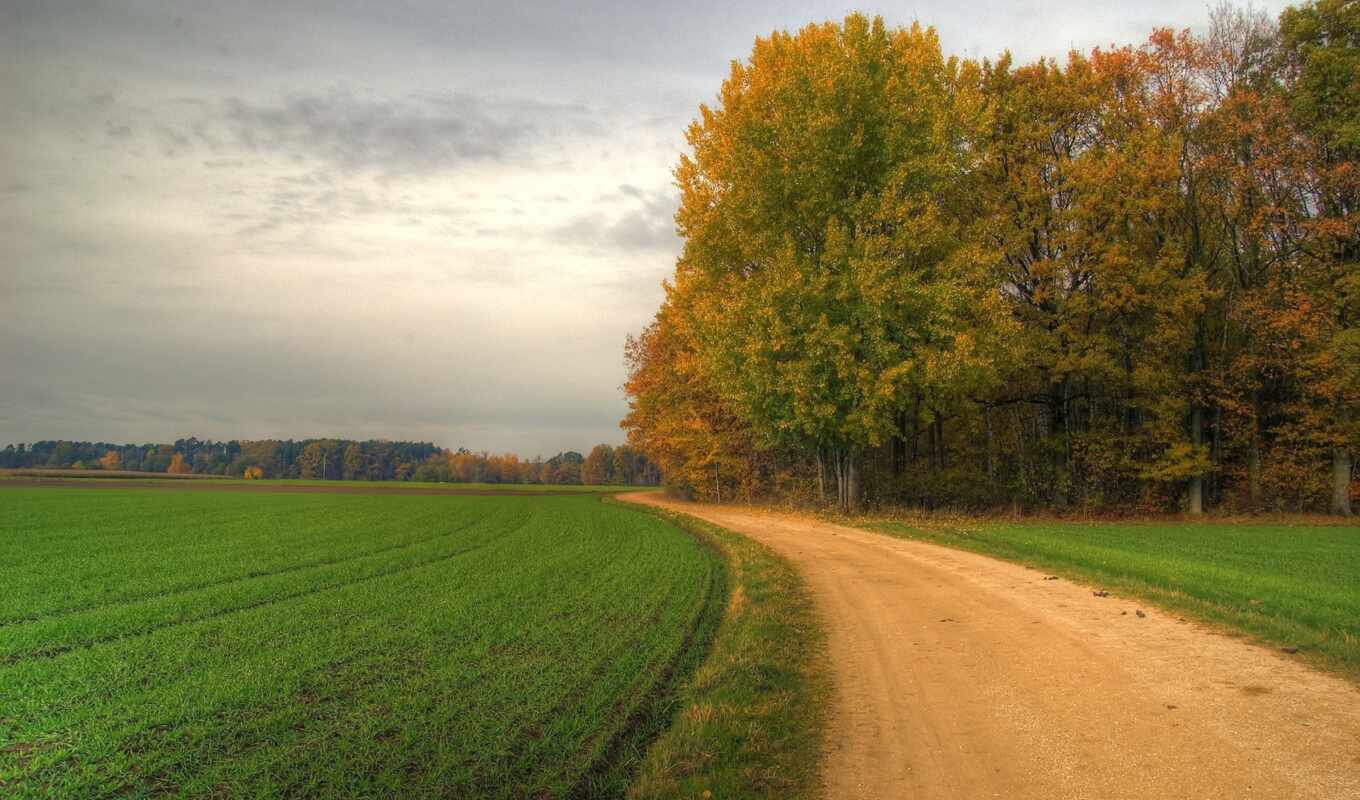 road, field, trees, turn