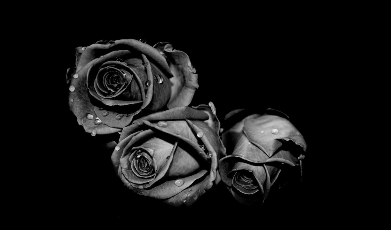 black, цветы, роза, drop, white, фон, see, красивый