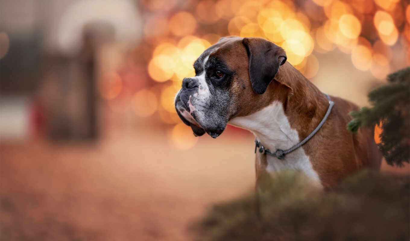 mobile, to do, cool, dog, breed, german, device, flare, boxer