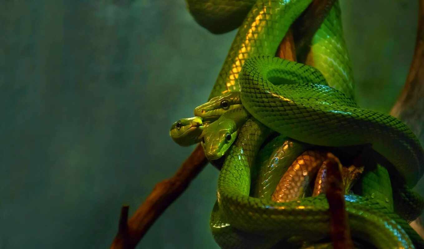 green, snake, smooth, denim, ine, wikipedianumb, ♪