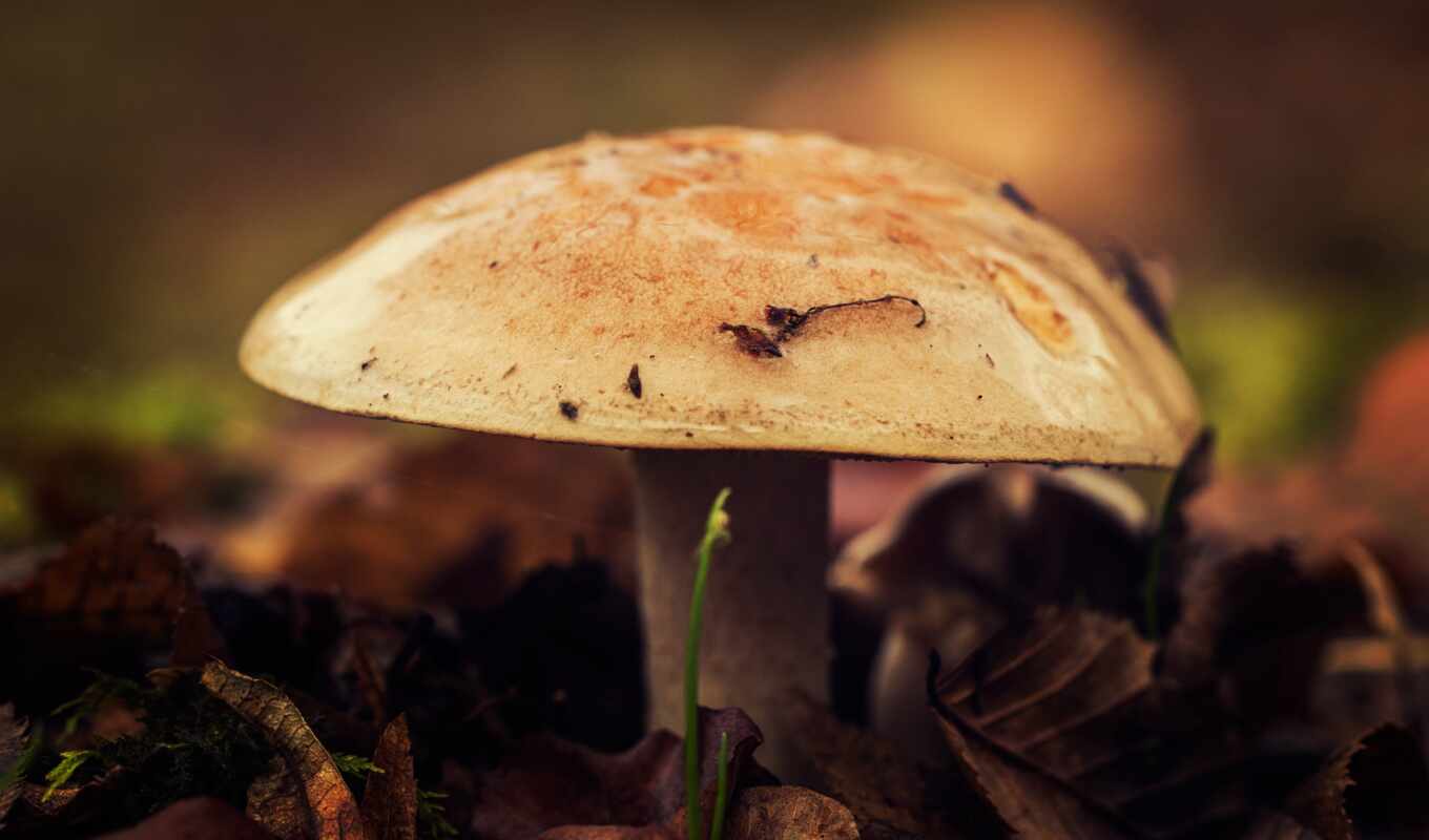 nature, autumn, fly, mushroom