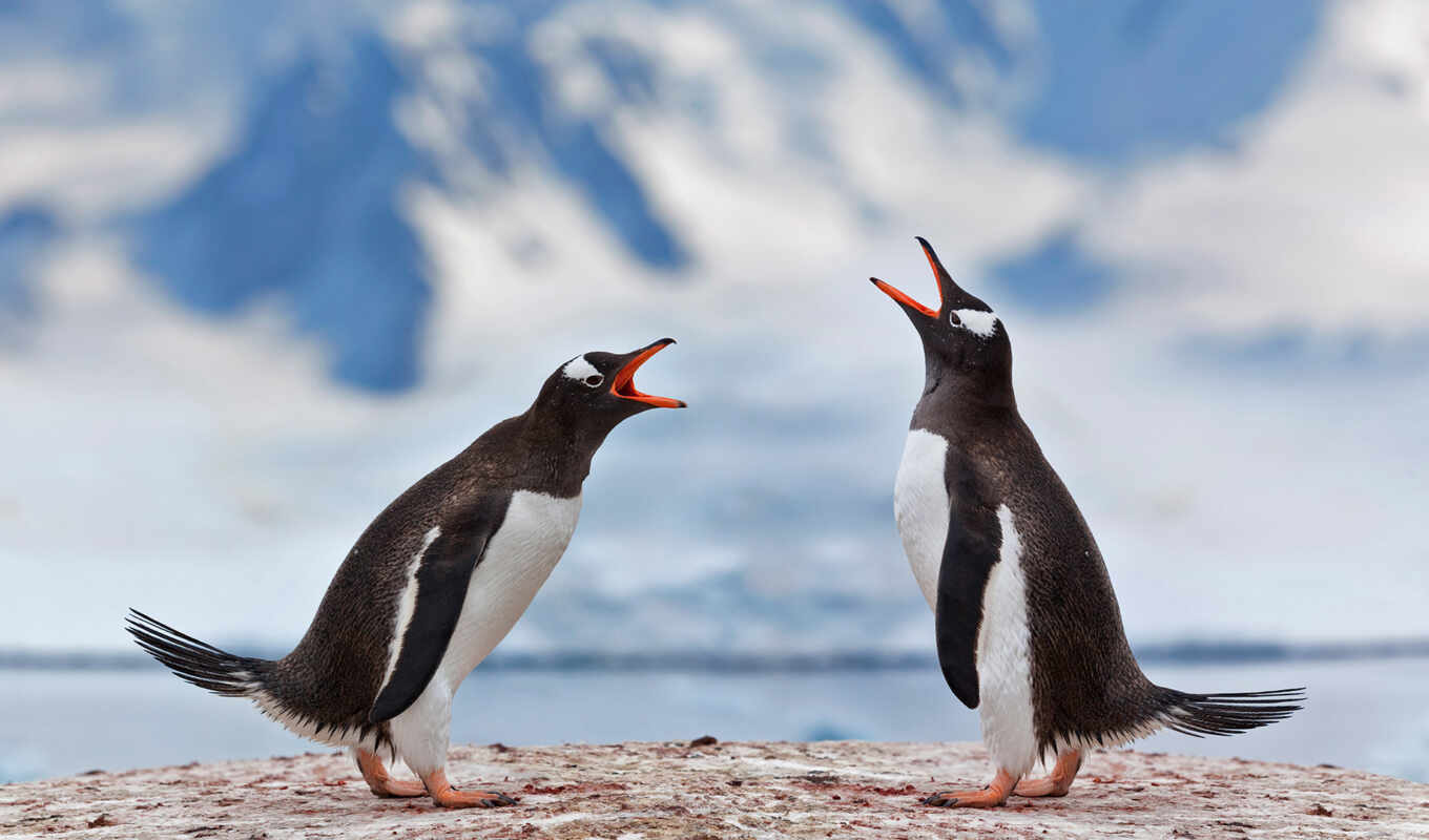 battle, penguin, antarctica, gentoo
