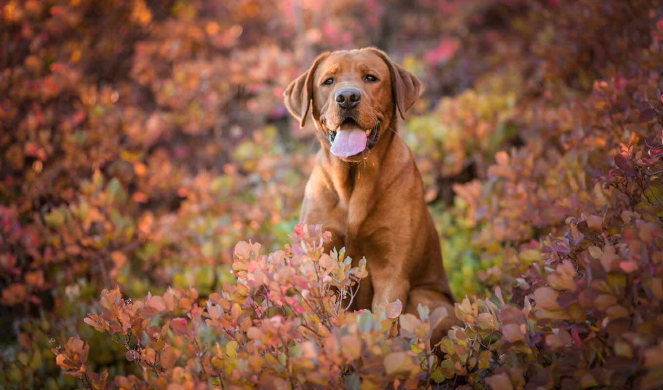 природа, глаза, собака, смотреть, осень, labrador, язык, retriever, leaf