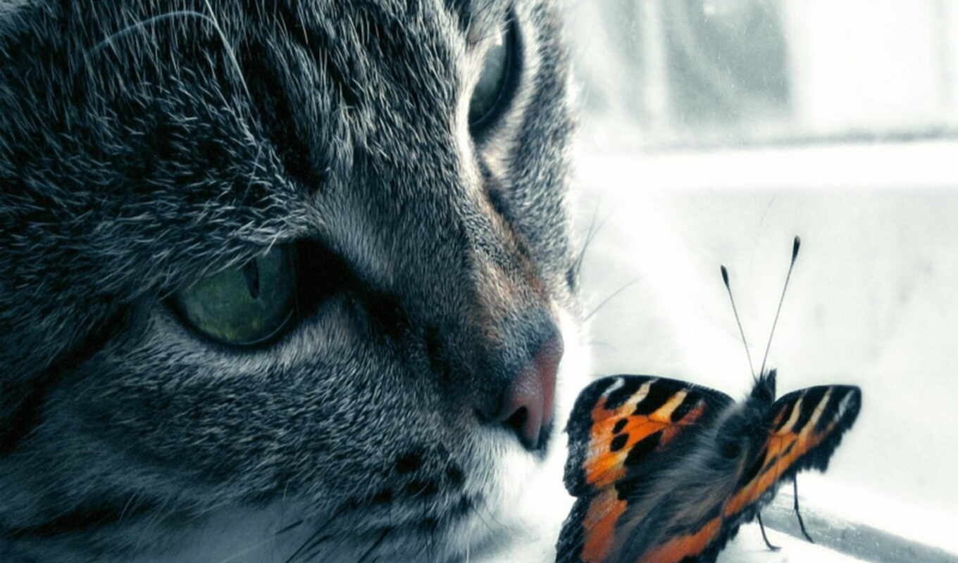 бабочка, кот