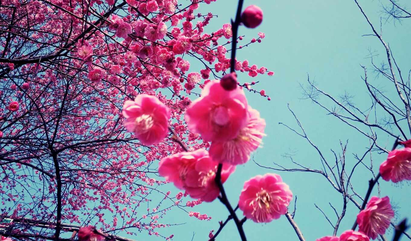 iphone, color, cherry, similar, cvety, friend, blossoms, cherries, blooming, cherry, to send a message
