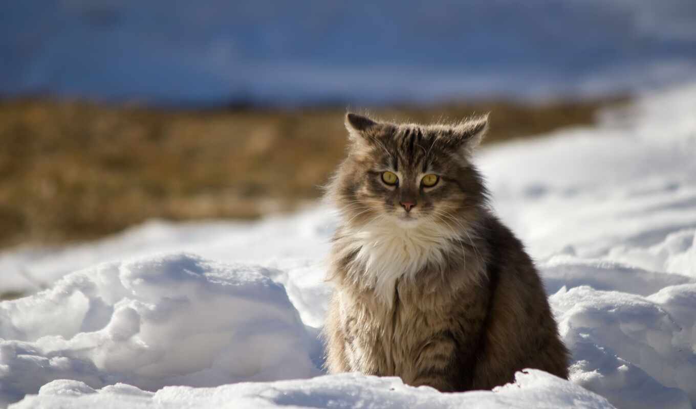 снег, winter, кот, кошки, морда, пушистый