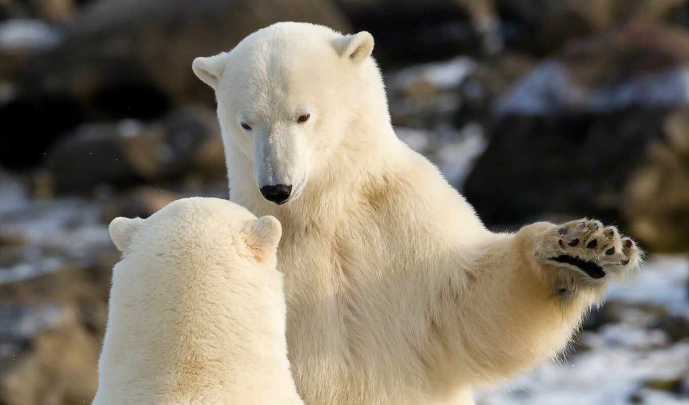 white, connection, bear, animal, two, to communicate