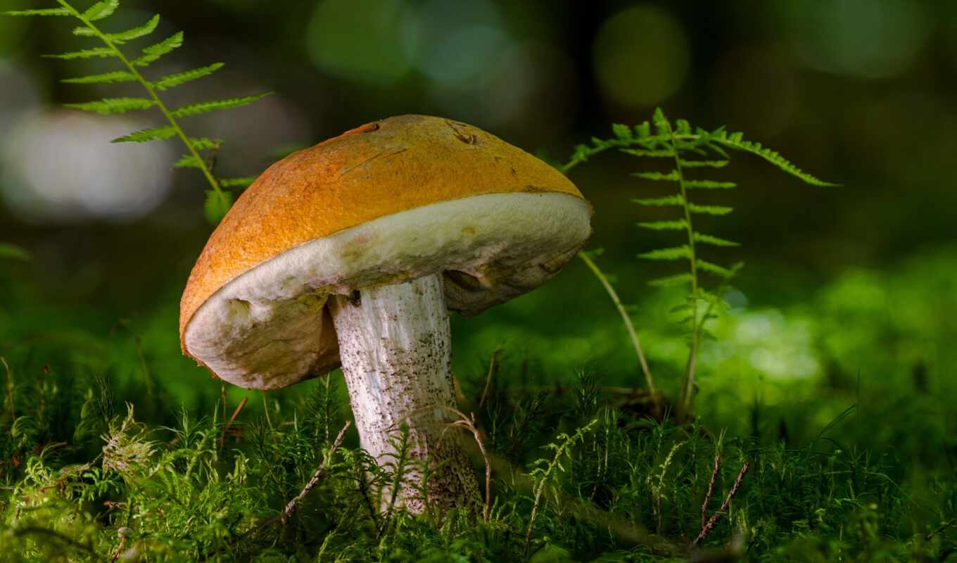 природа, коллекция, лес, который, closeup, mushroom, region, boost, sovet, рот