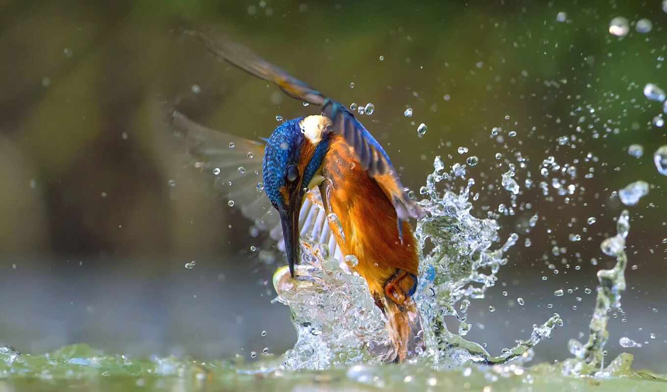 kingfisher, splash, common