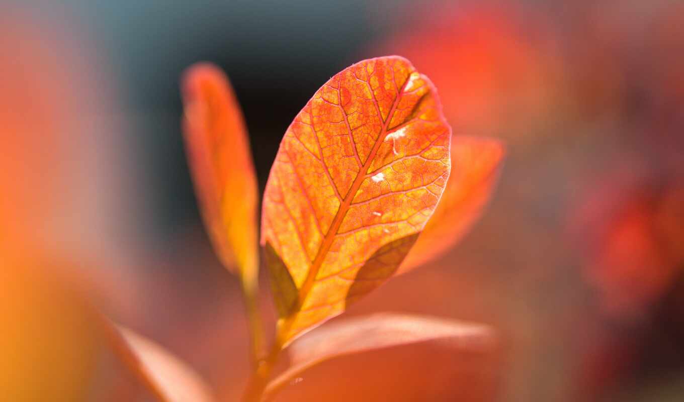 осень, оранжевый, leaf