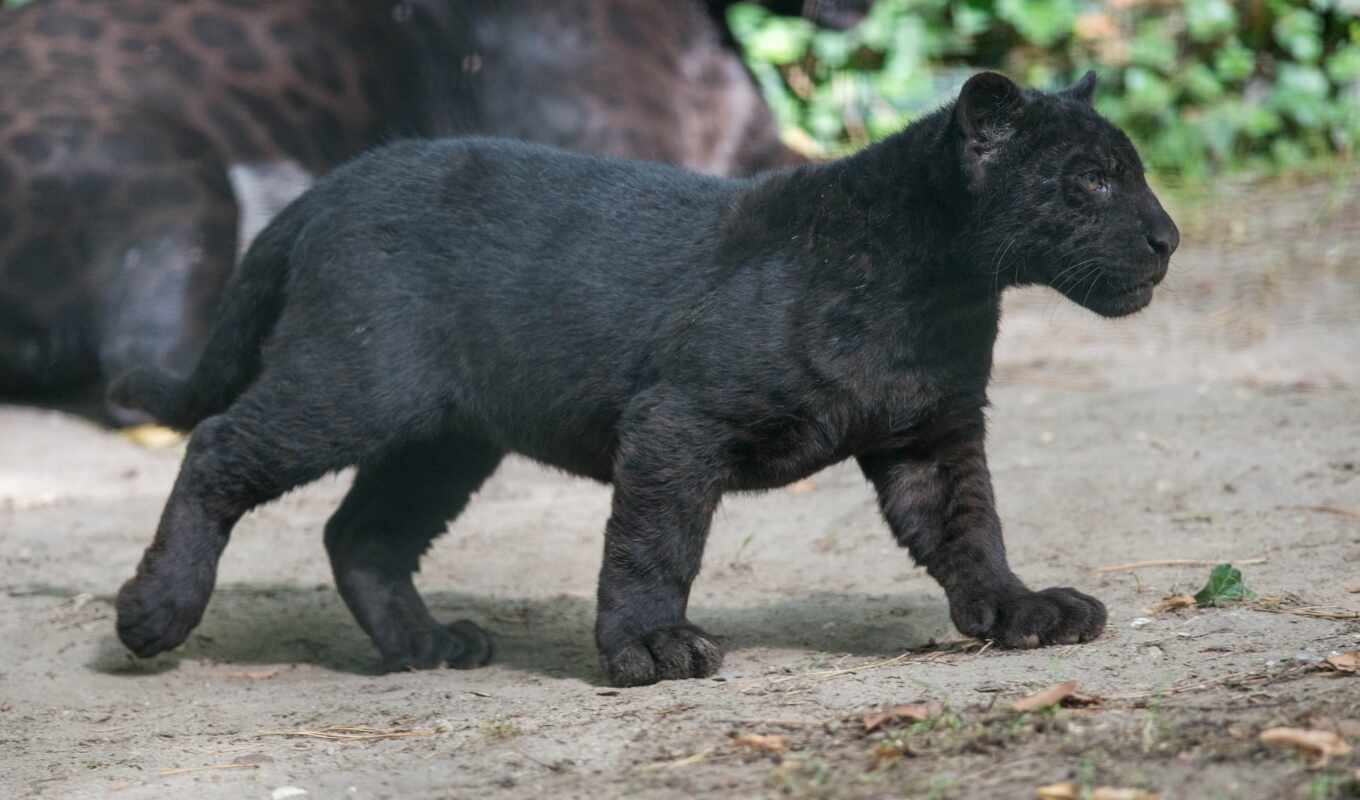 black, кот, jaguar, дикая, пантера