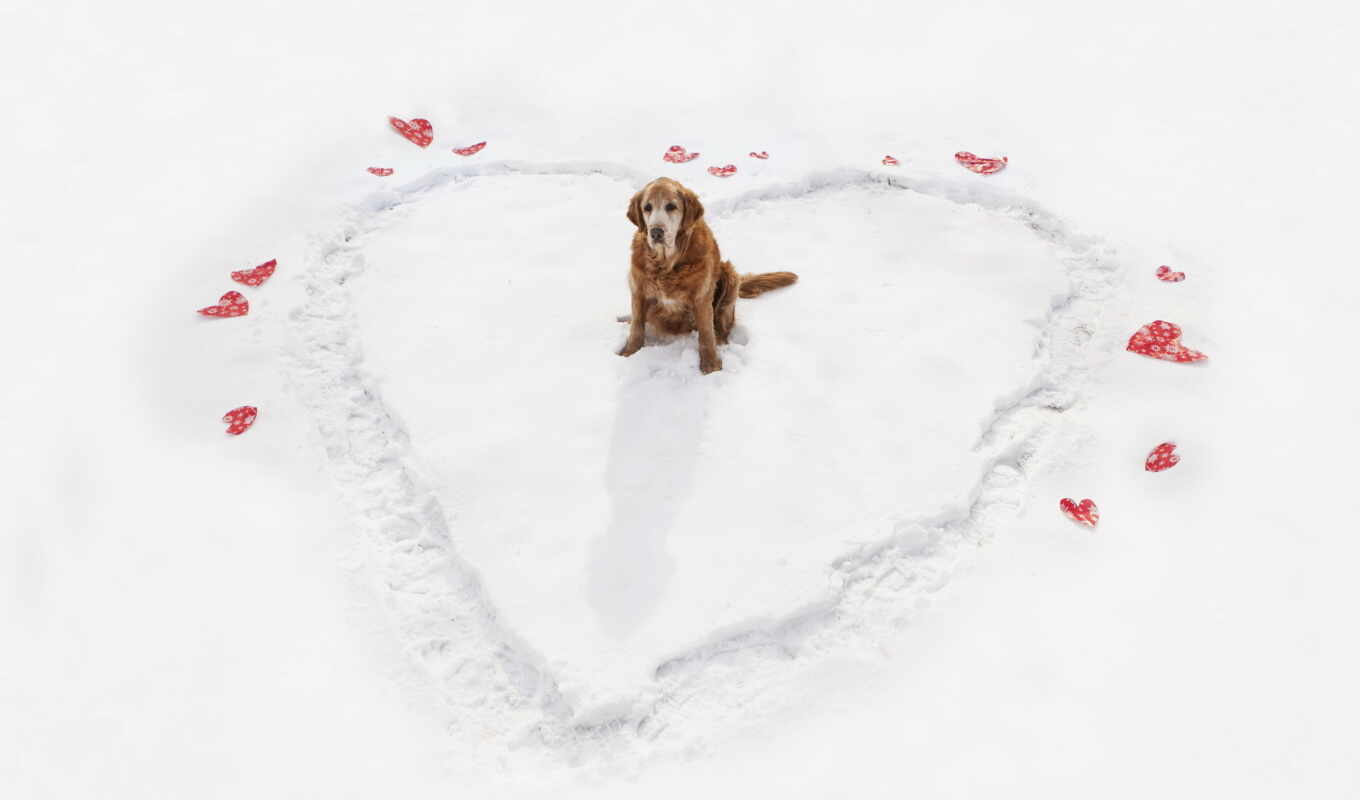 love, вкус, winter, собака, сердце, dogs, color, стену