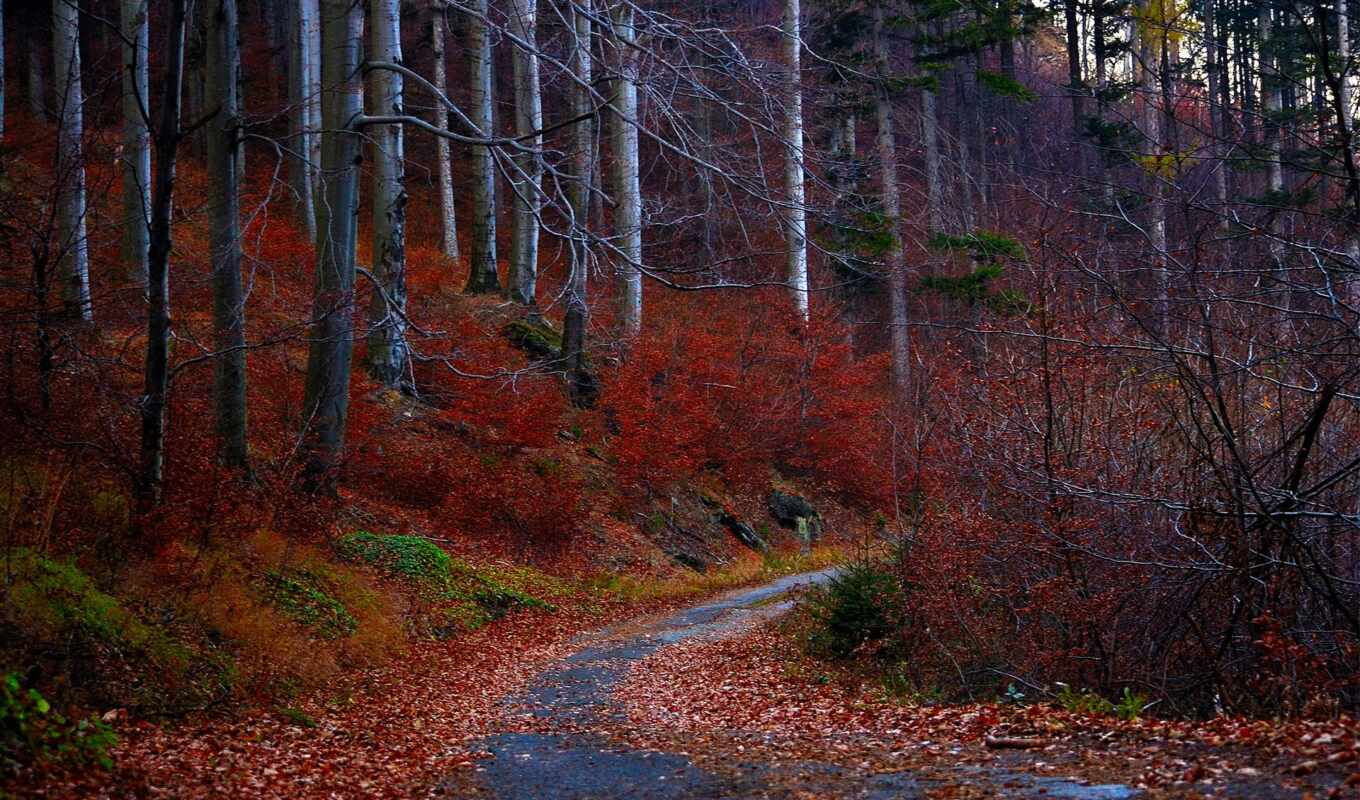 природа, красные, лес, дорога, осень, листва, trees