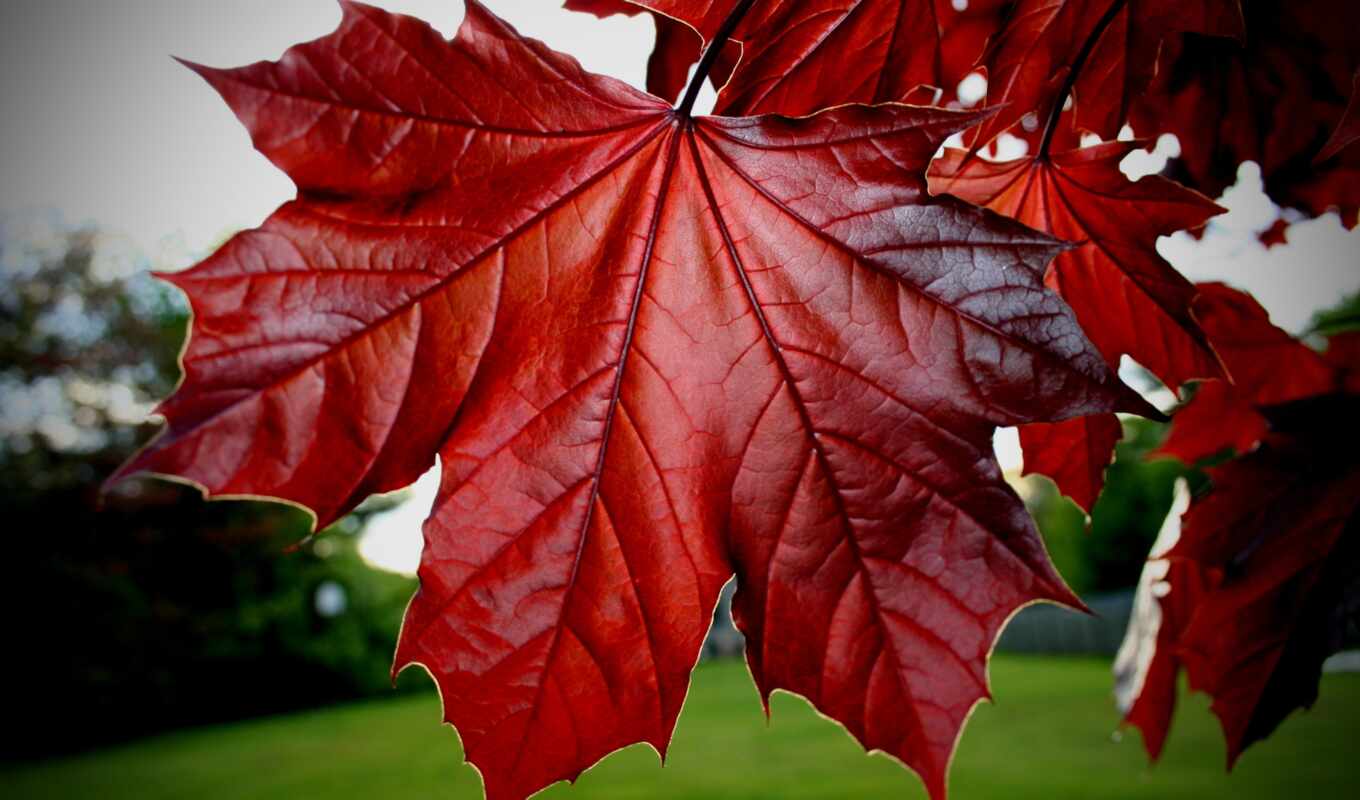 лист, дерево, красное, осень, большой, maple, plan, klit, opast, klnyi, alexsey