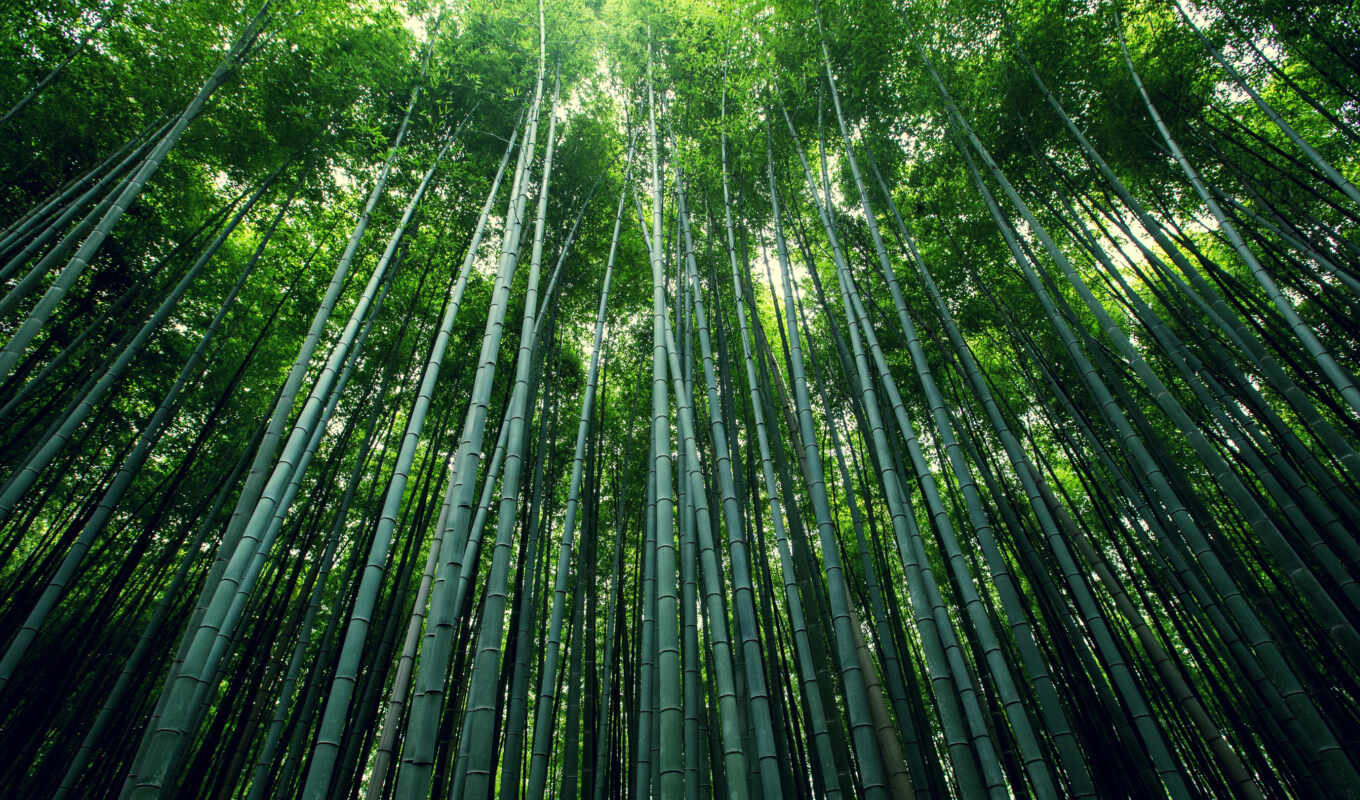 природа, лес, бамбук, стебель, роща