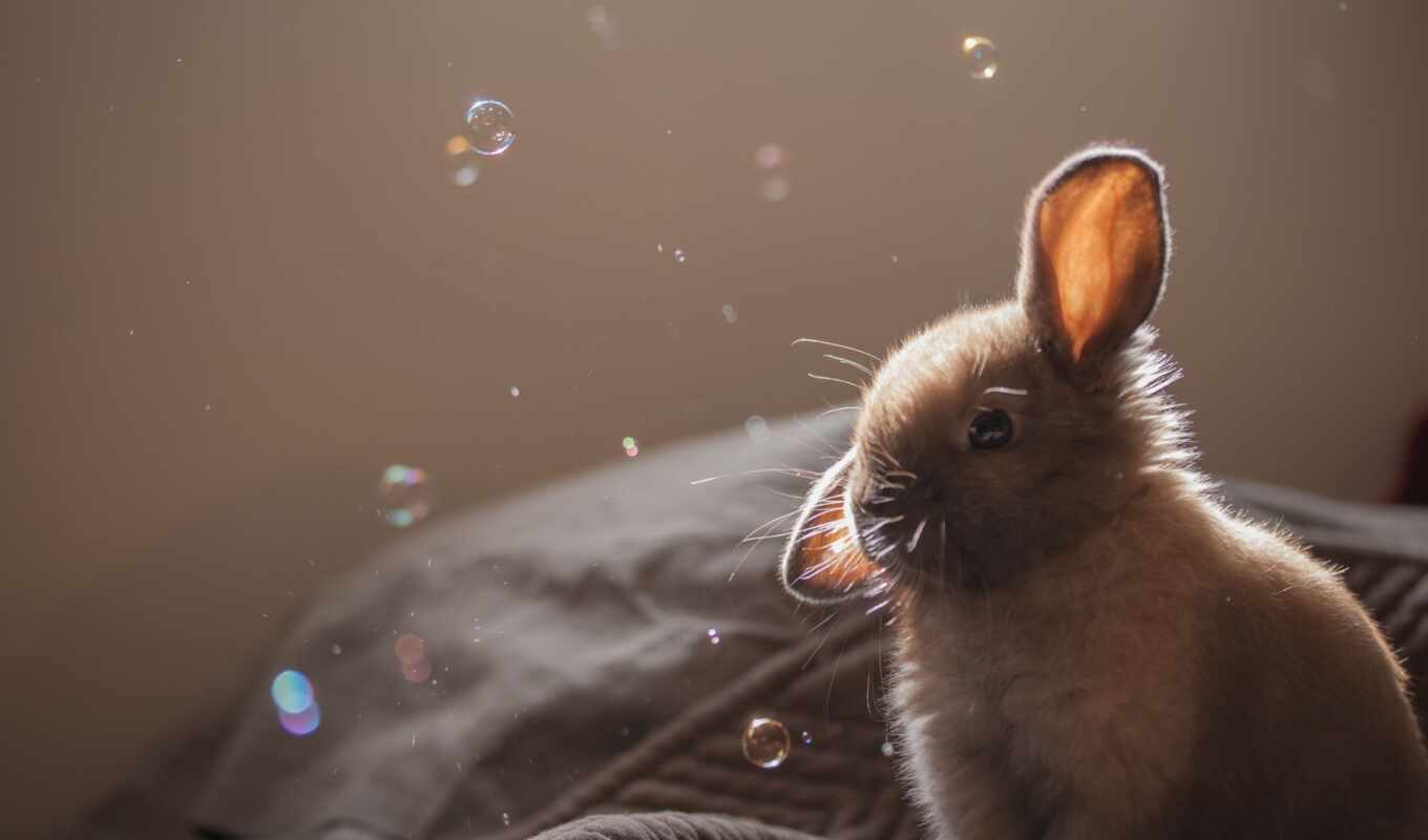 абстракция, fond, animal, кролик, funny, мяч, bunny, lapin, sweetheart, крольчонок, funart