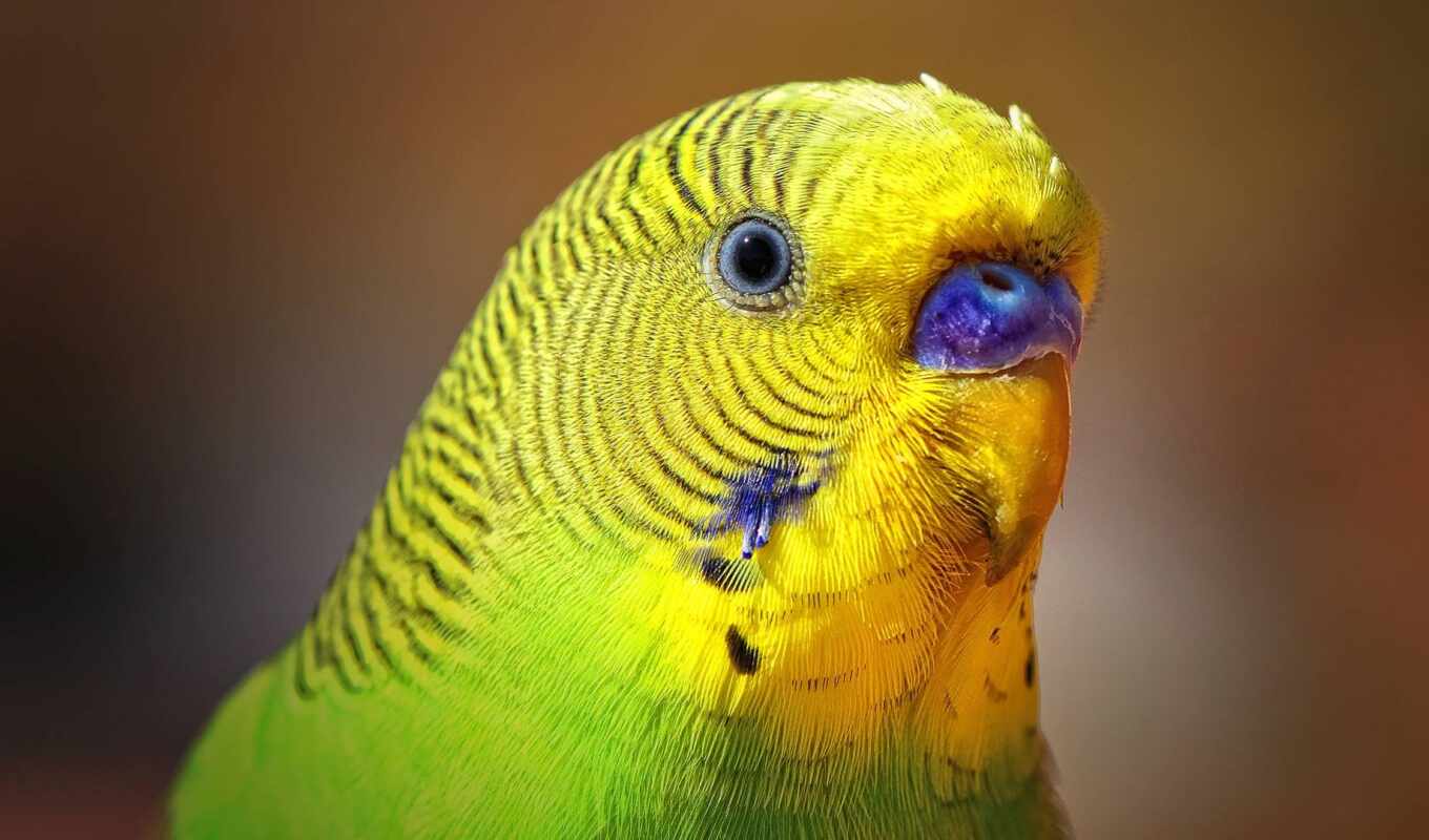 a parrot, wavy, scare