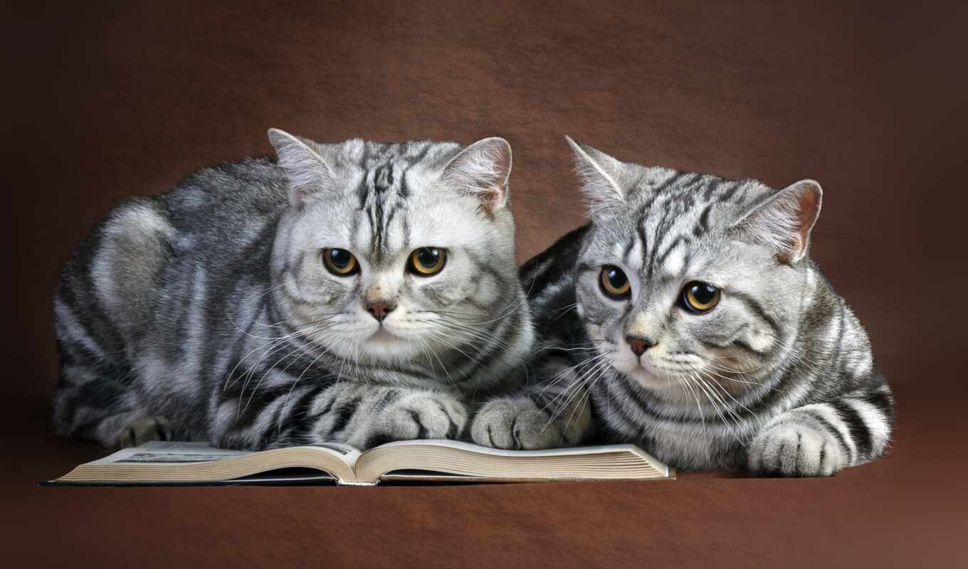 серый, кот, кошки, британские, zhivotnye, pair, книге