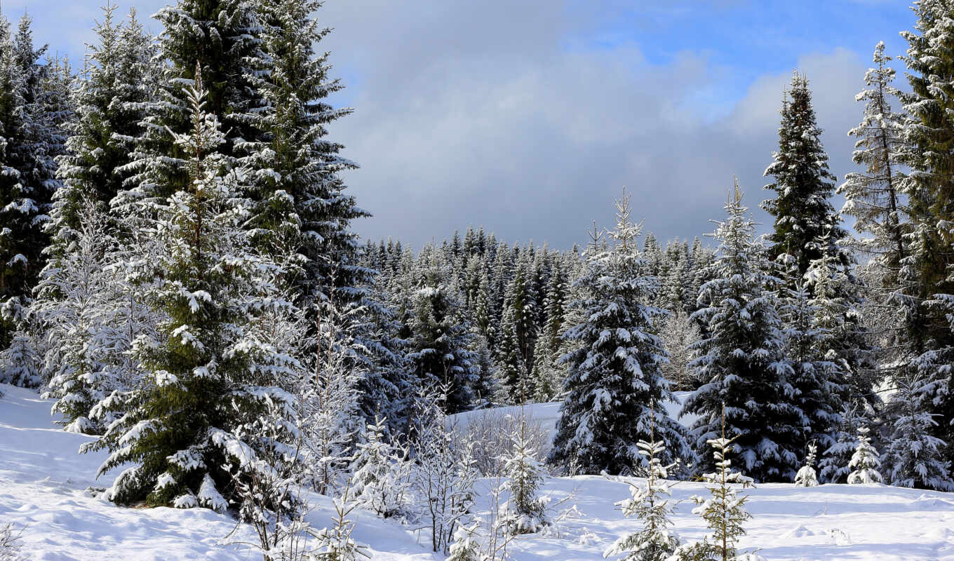 природа, картинка, russian, снег, winter, лес, eli, хабаровск, край, леса