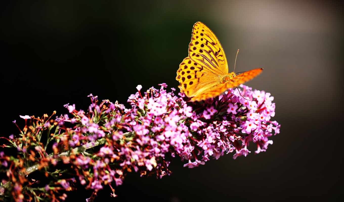 nature, butterfly, garden, flowers, zhivotnye, butterflies, insects