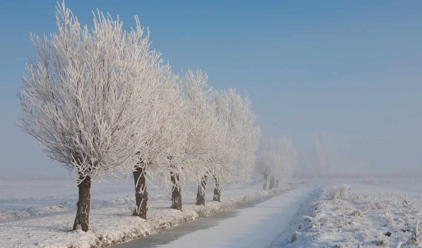 nature, tree, frost, snow, winter, road, categories, trees, by nature, branches