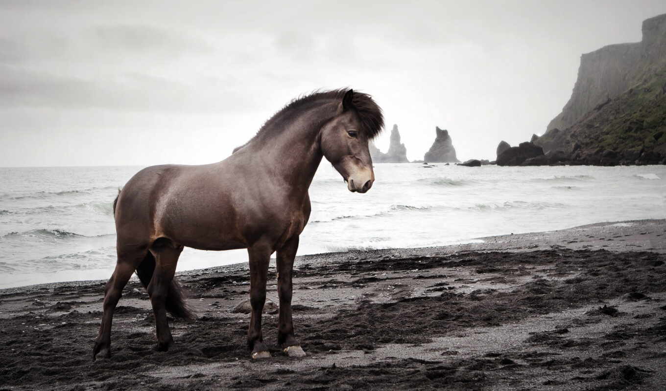 девушка, лошадь, море, моря, animal, берега, instagram, taustapildid, suni