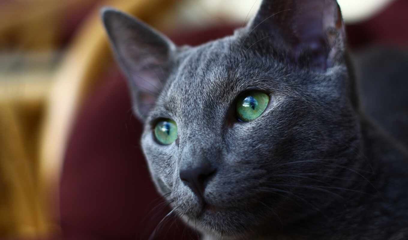 blue, eye, green, russian, cat, breed, incredible, color
