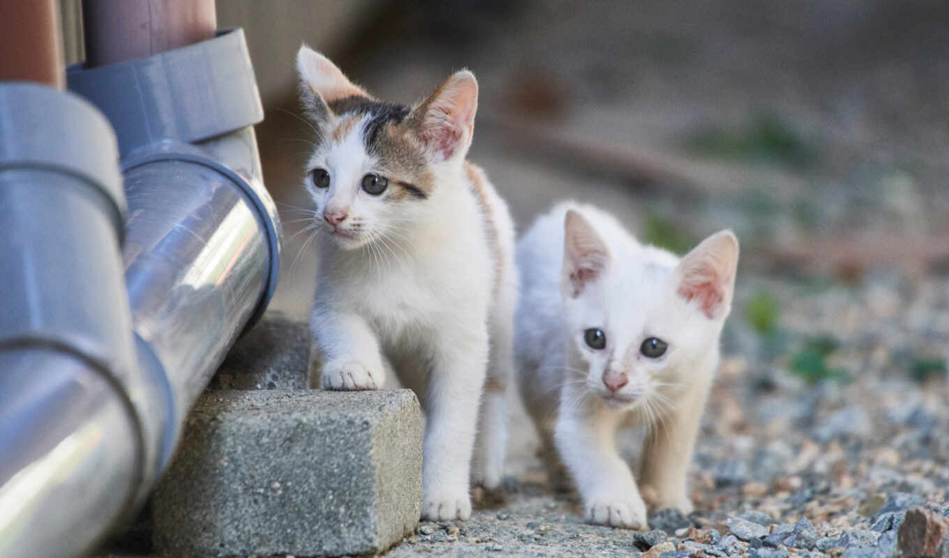 white, пара, кот, котенок, animal, малыш, два, take, outdoors, млекопитающее