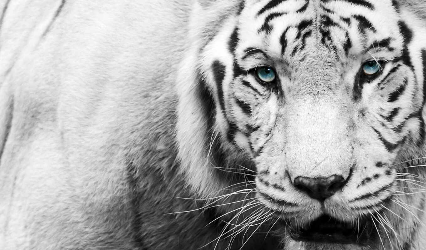 black, white, тигр, animal, oir