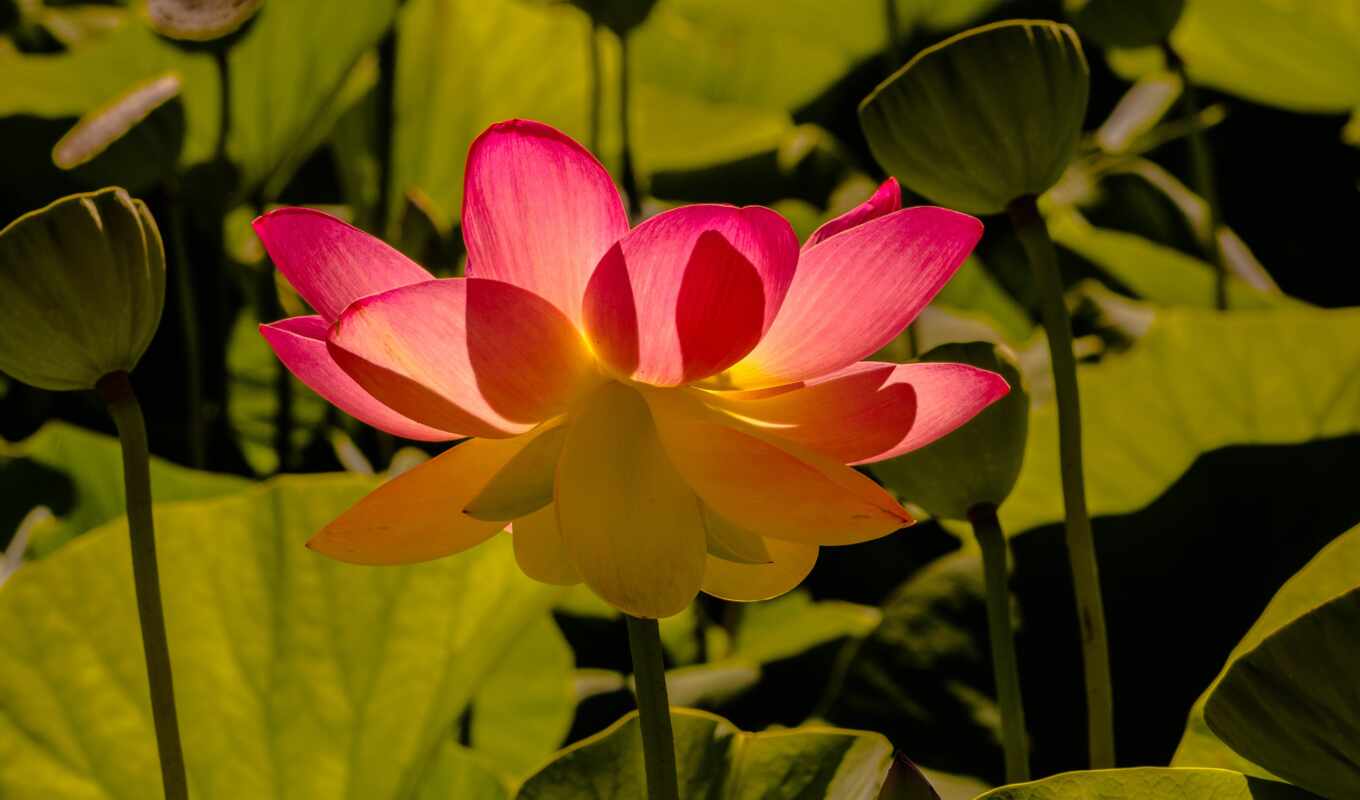 цветы, лист, розовый, lotus