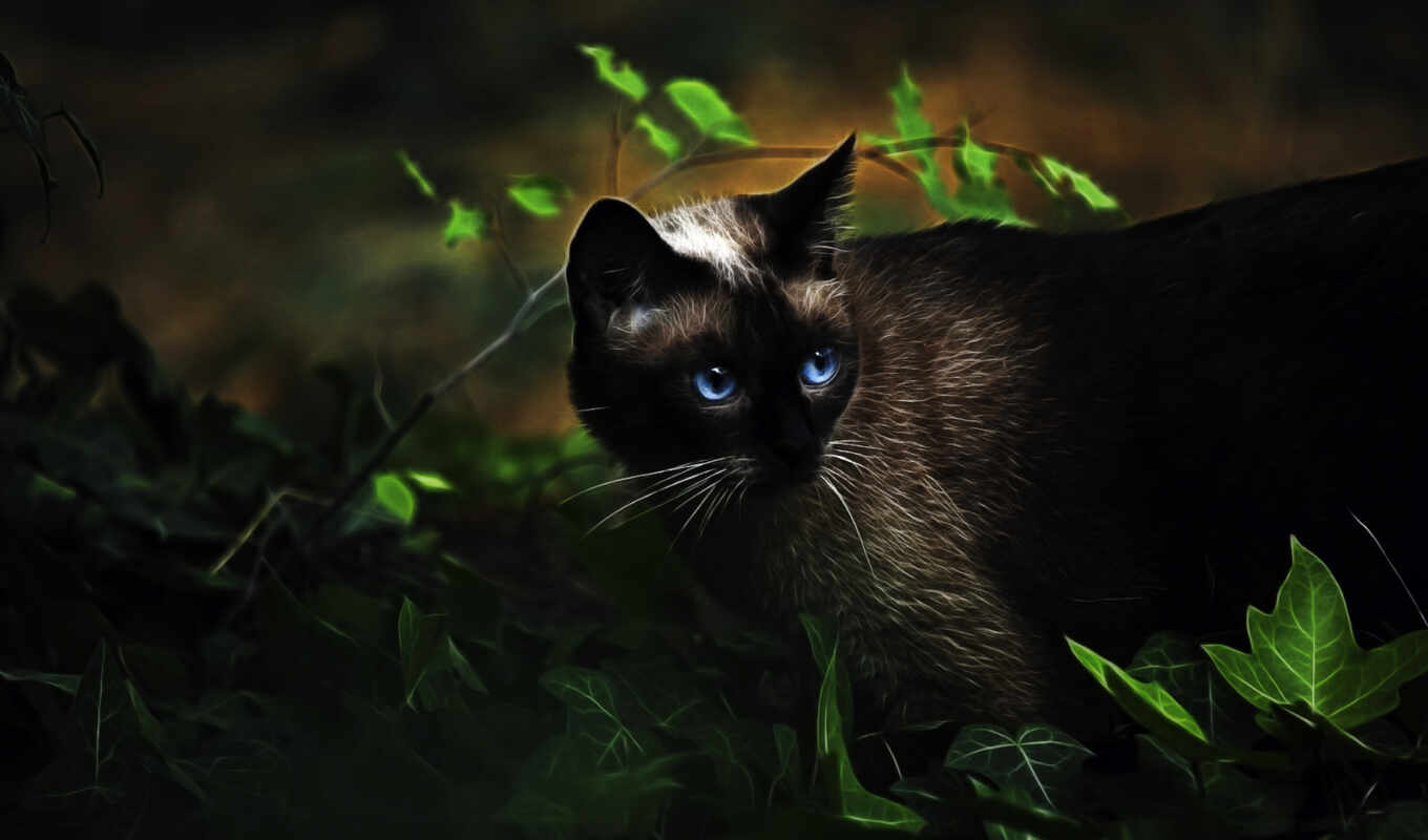 blue, глаз, кот, animal, сиамский