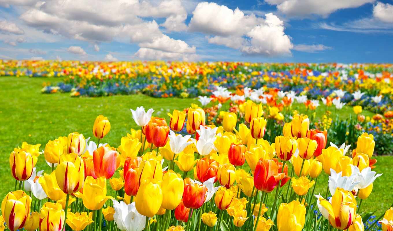 тюльпаны, priroda, cvety, kartinka, pole, vesna, oblaka, пейзаж