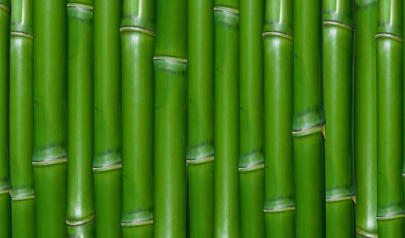 текстура, зелёный, бамбук