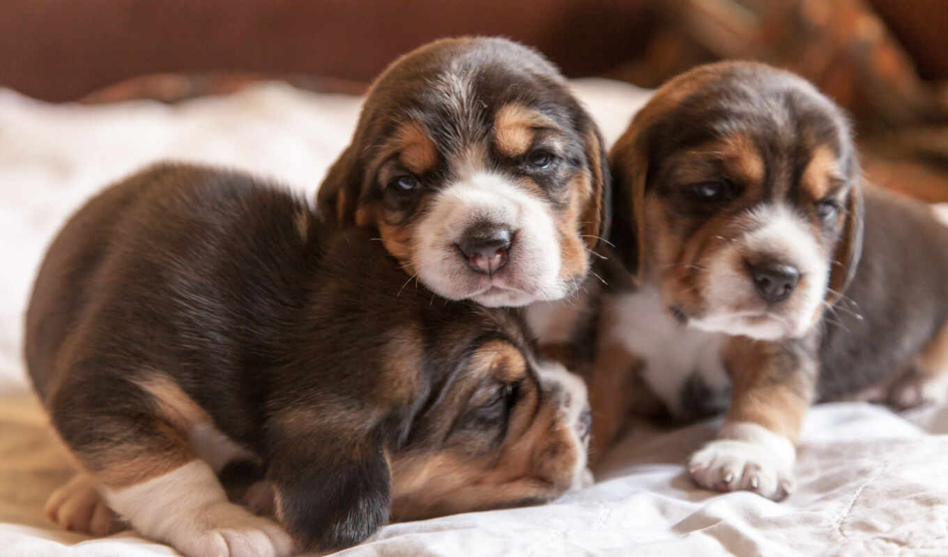 new, собаки, день, beagle, щенки, national, flickr, щенков, фоксхаунда