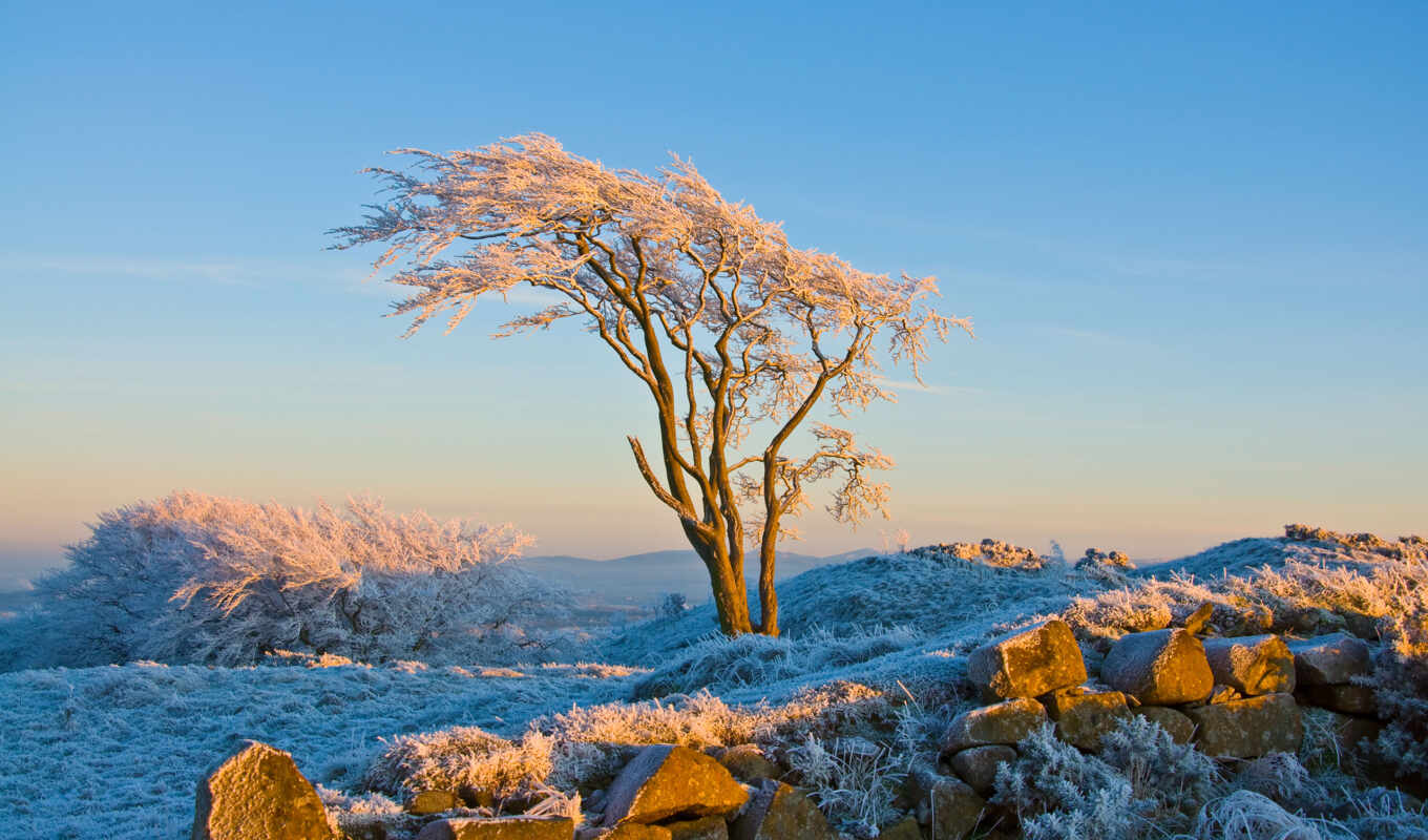 winter, природа, дерево, снег, freezing, иней, палуба, permission, branch, рябина