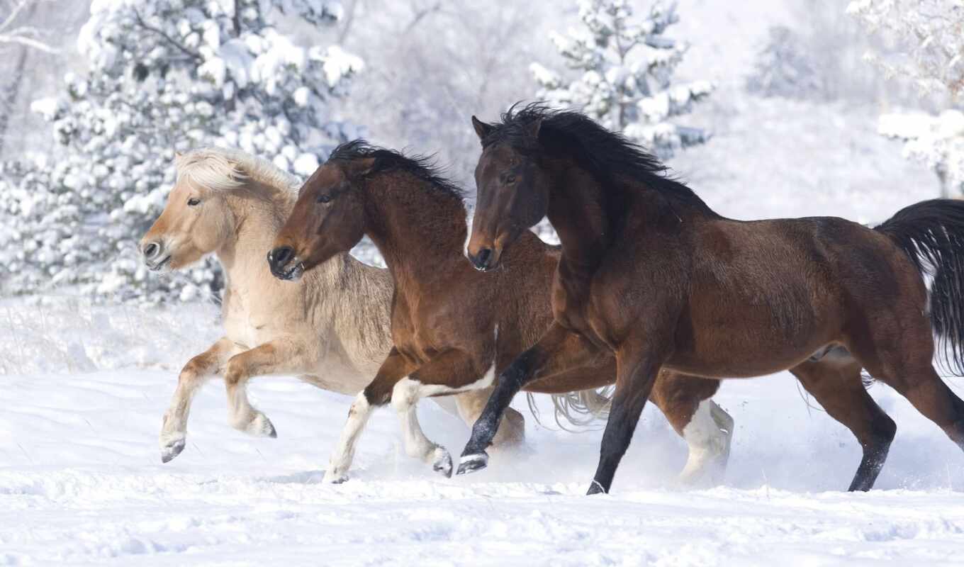 окно, лошадь, new, winter, палуба, год, happy, lib, liveinternet