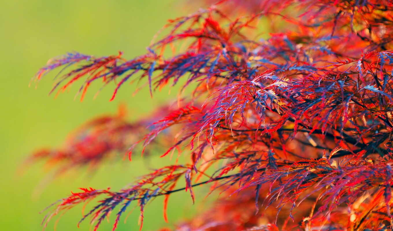 природа, лист, red, дерево, красное, оригинал, branch, растение, color, bush