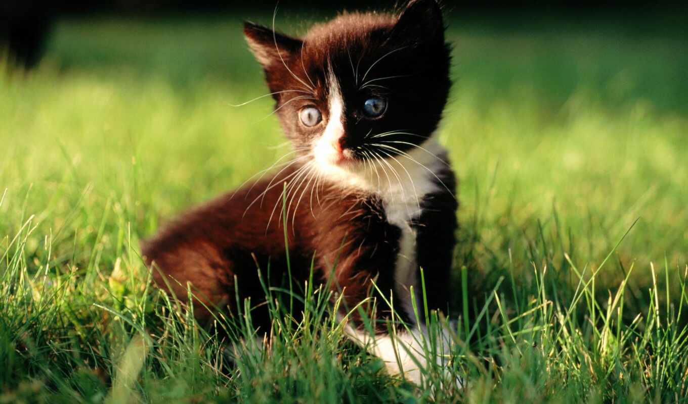 black, white, трава, кот, котенок, makryi